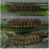 melit didyma larva5hib volg2